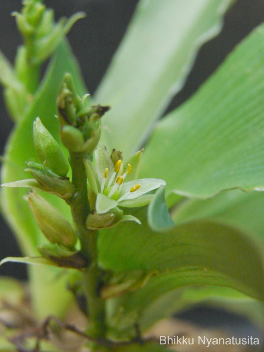 Chlorophytum heynei Baker